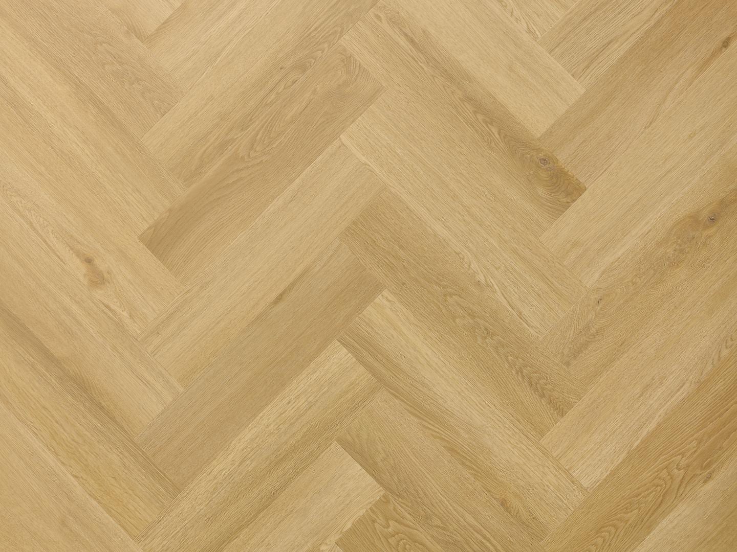 Dąb Menor